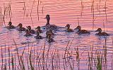 Ducky Dozen_23984